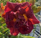 JUBILEE STORM - JUBILEE STORM